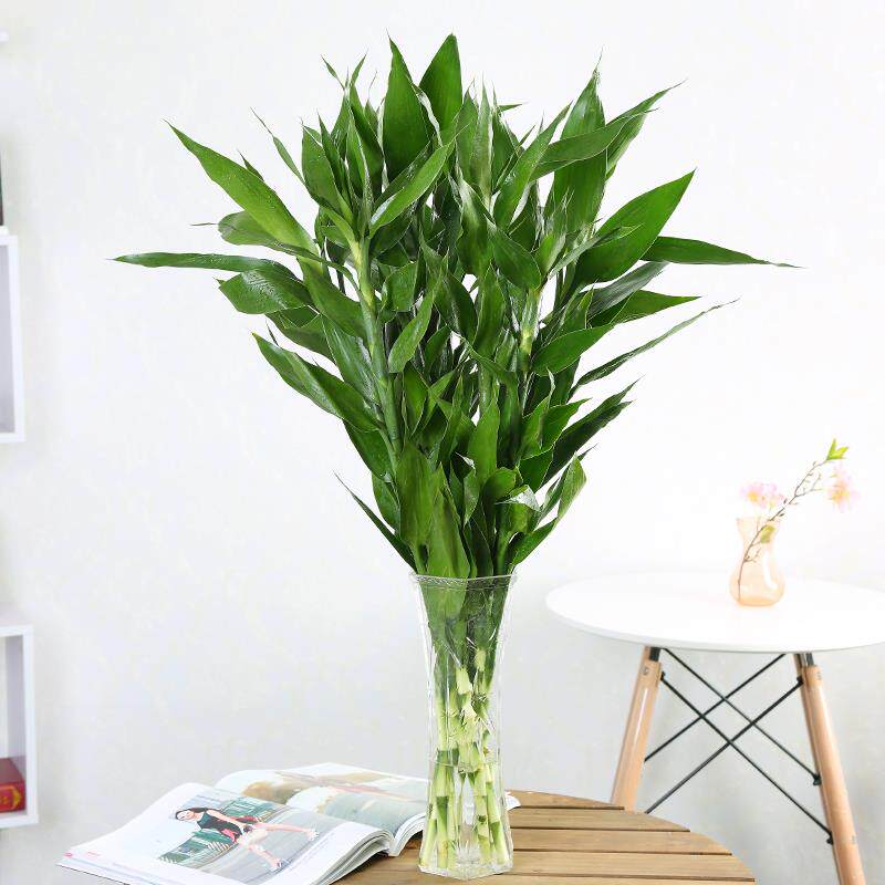 富贵竹水培植物转运竹子室内客厅绿植盆栽开运竹文昌龙竹节节高