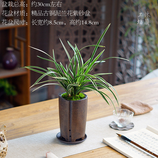 雪山天草兰花草桌面紫砂盆栽春兰室内好养绿植花卉盆景办公桌茶桌