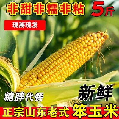 笨玉米传统河北现摘老玉米