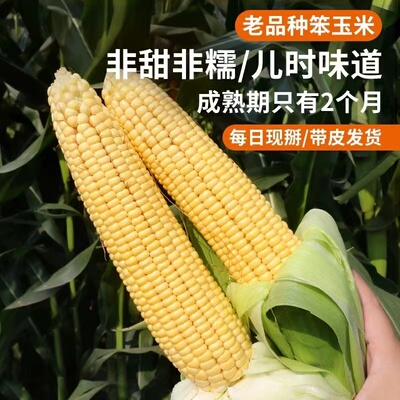 新鲜当季带皮河北农家老式笨玉米