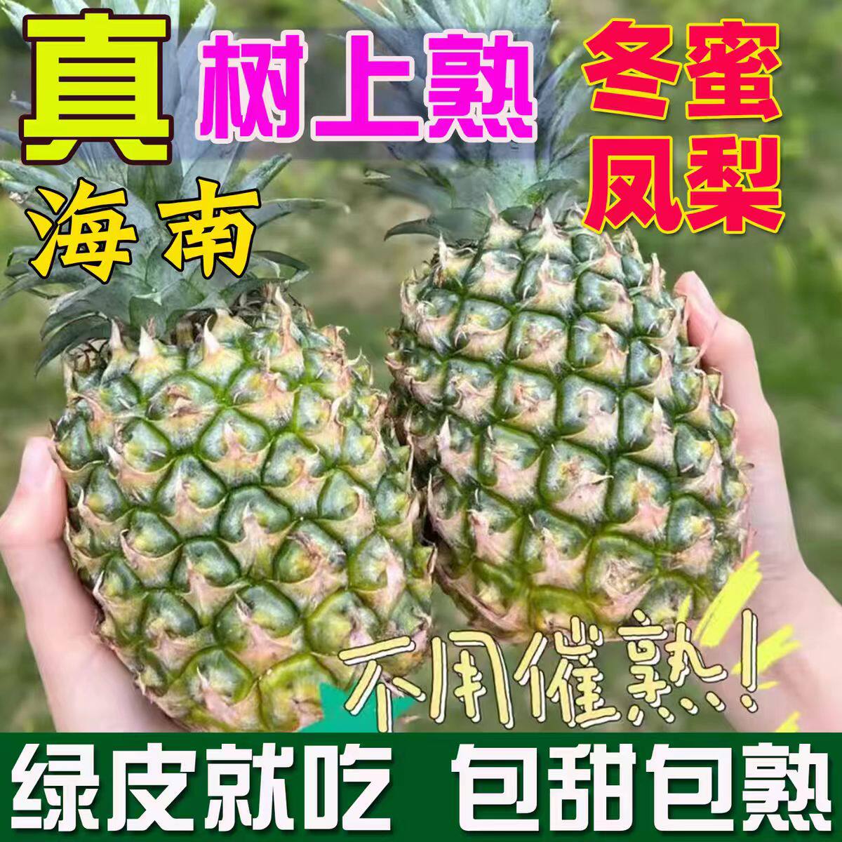 海南牛奶冬蜜台农16号大果凤梨甜
