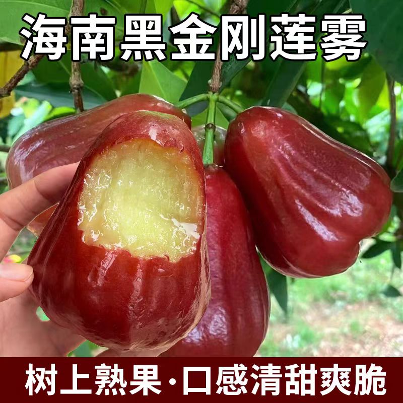 海南当季现摘清甜脆爽莲雾红宝石