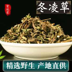 冬凌草中药材500g克非野生新鲜王屋山济源冬凌草咽喉泡茶叶包炎
