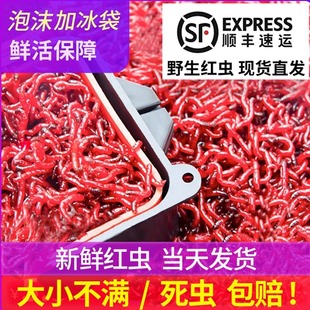 红虫活饵鲜活特大号鲫鱼饵拉饵蚯蚓鱼食公虫钓鱼新鲜红虫饵料活体