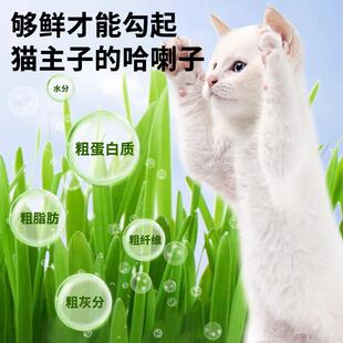 猫草冻干粒猫咪零食
