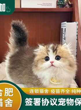 拿破仑矮脚猫幼猫纯种宠物猫活体纯白三花金渐层米努特长毛短腿猫