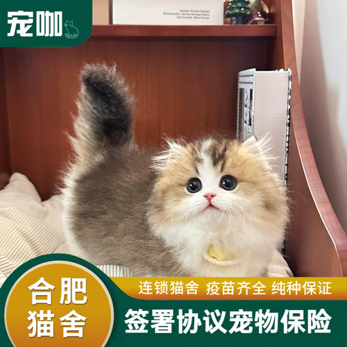 拿破仑矮脚猫幼猫纯种宠物猫活体纯白三花金渐层米努特长毛短腿猫
