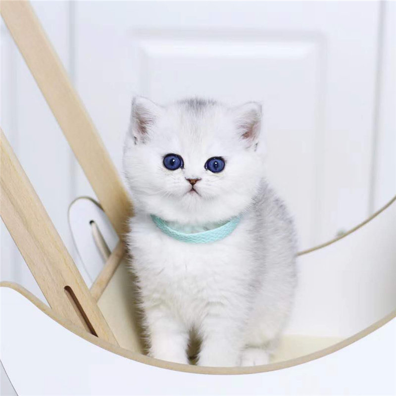 纯种英短银渐层猫幼猫熊版渐层猫矮脚猫银点蓝猫幼崽宠物猫咪活物