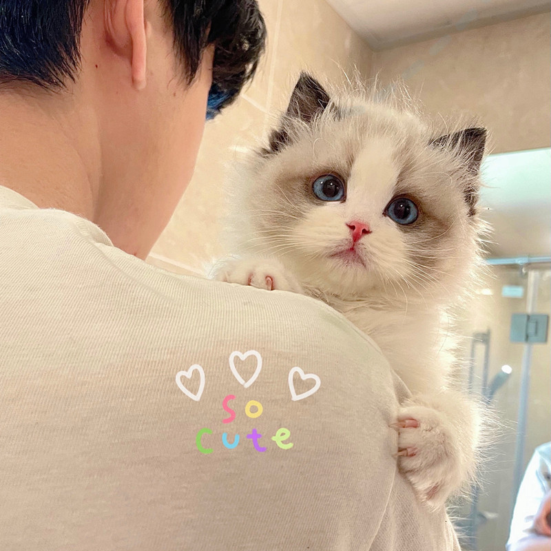 纯种布偶猫幼猫活物蓝双海双仙女猫蓝眼睛长毛猫幼崽活体宠物猫咪