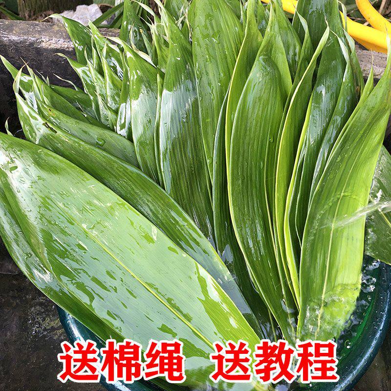 粽叶新鲜现摘箬竹叶包粽子叶子
