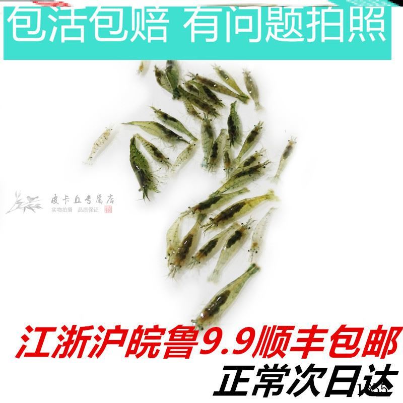 黑壳虾鱼缸的螺虾虾怪清洁鲜活虾苗观赏除藻虾大号小红魔虾观赏虾