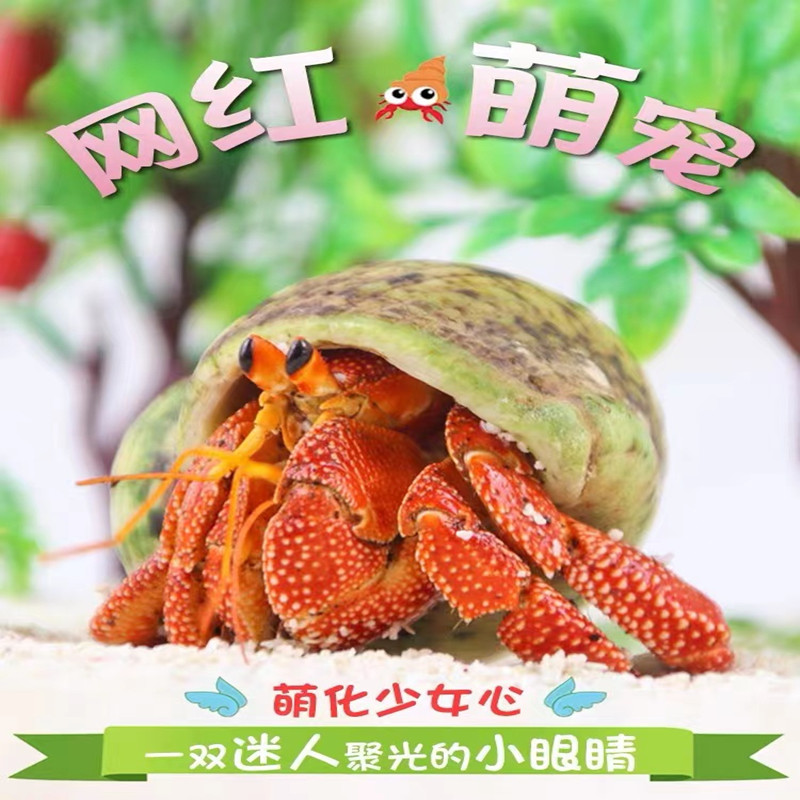 陆生寄居蟹宠物草莓灰白淡水懒人活体迷你螃蟹好养易活儿童观赏螺-封面
