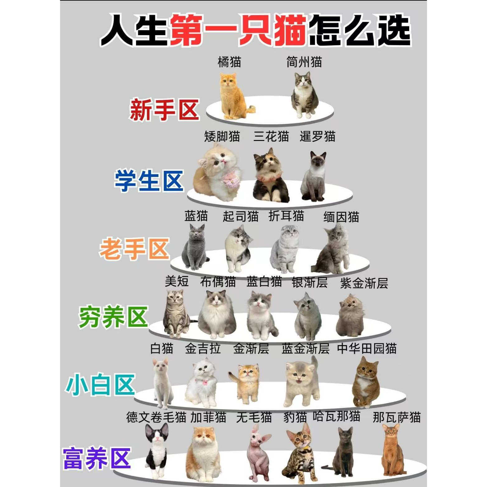 【汤姆猫宠物】可爱呆萌宠物幼猫小猫 活物 宠物猫 新手推荐