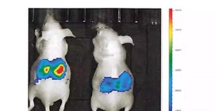 医学软件技术服务送living image小动物活体成像软件4.4新版 IVIS