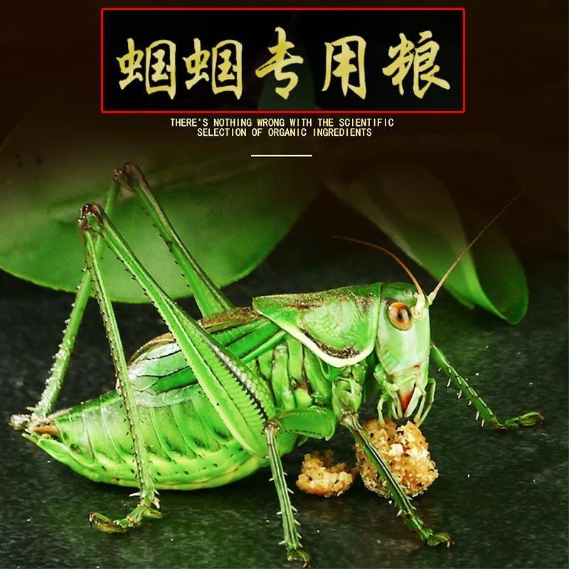 蝈蝈食专用饲料蝈蝈粮食油葫芦食物蝈蝈粮冬蝈蝈活竹蛉鸣虫蟋蟀