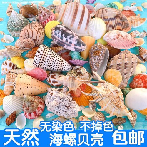贝壳海星珊瑚diy鱼缸造景寄居蟹