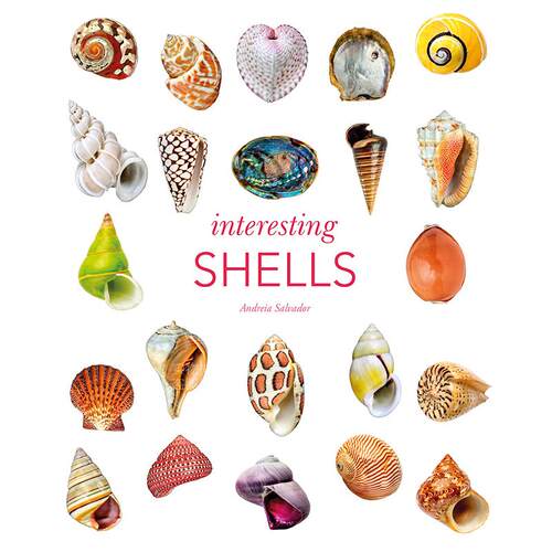 有趣的贝壳 艺术科普画集 英文原版 Interesting Shells