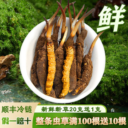 2026年头期新鲜冬虫夏草0.6-1.2克/根新鲜断草鲜虫草草官方旗舰店