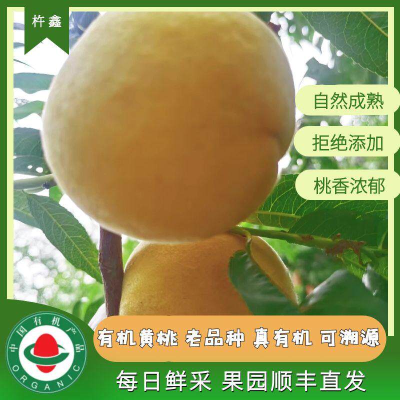 有机黄桃老品种自然熟0添加
