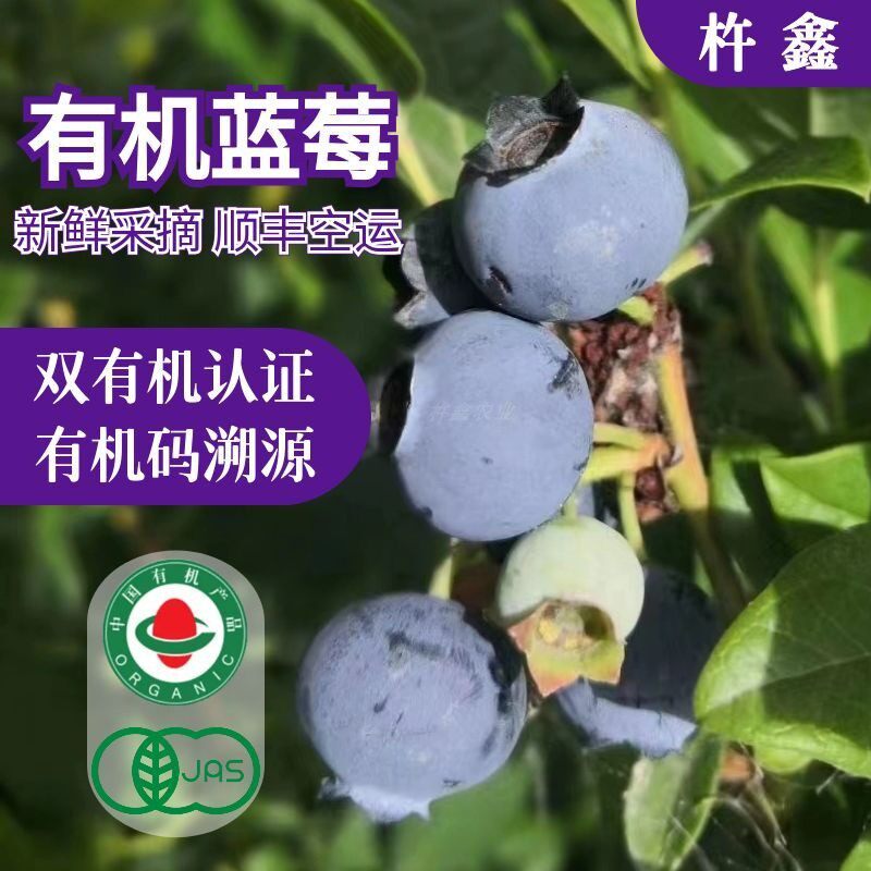 双认证-金奖有机蓝莓10盒孕妇水果当季新鲜采摘0添加顺丰空运直发