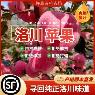 正宗洛川苹果红富士脆甜多汁无添加不打蜡带皮吃原产地顺丰直发