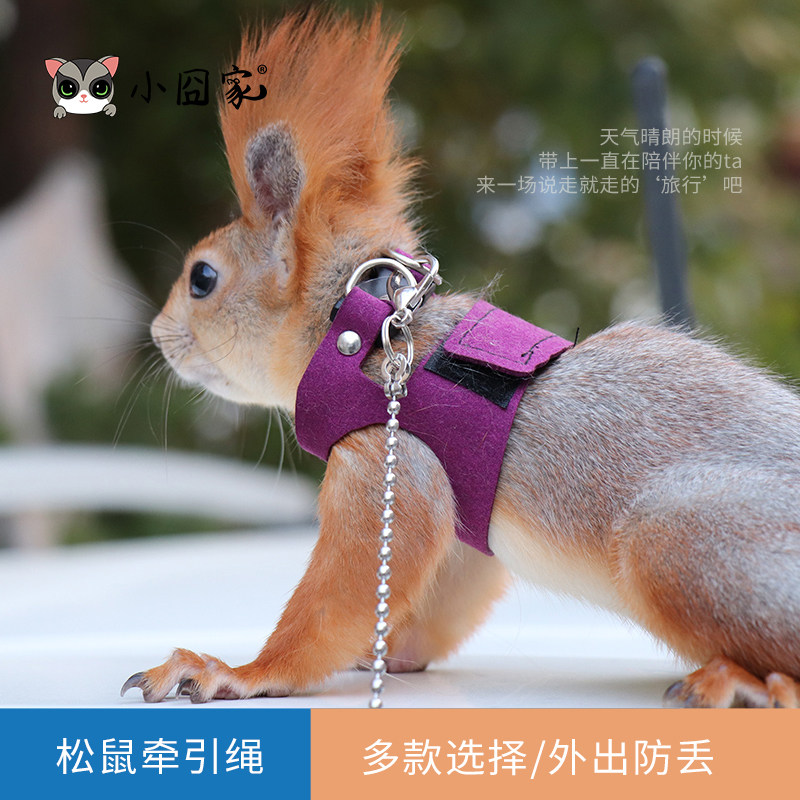 松鼠牵引绳分体背心式溜鼠绳防咬外出训练绳小衣服松鼠外出用品,宠物/宠物食品及用品,玩具/造景装饰,淘宝优惠券,粉丝福利购,淘宝优惠卷