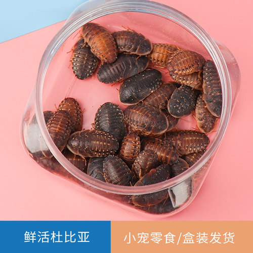 蜜袋鼯花枝鼠食物饲料杜比亚活虫