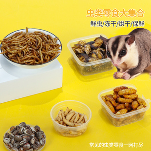 蜜袋鼯仓鼠零食面包虫蚕蛹花枝鼠金丝熊吃的虫子玉米虫鲜虫粮食