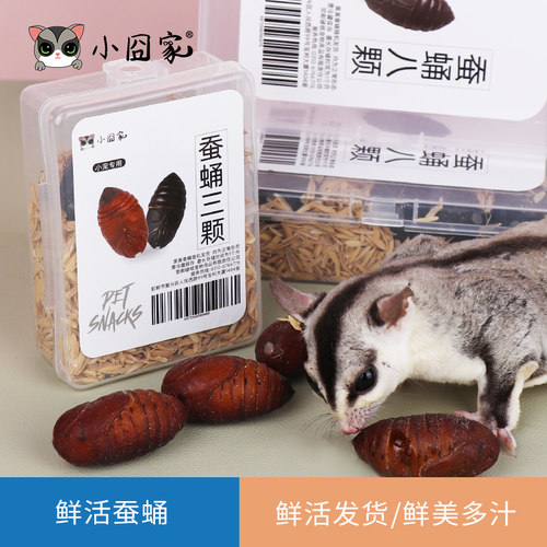 小囧家鼠类活虫零食鲜活蚕蛹