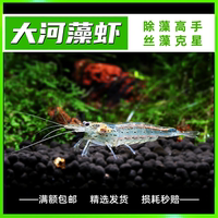 大河珍珠蝦黑毛觀賞能力極強除藻