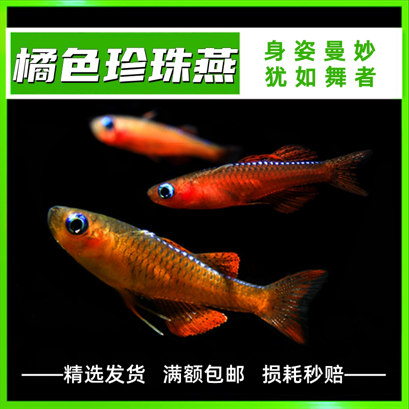 橘色珍珠燕子 热带观赏鱼草缸群游蓝霓虹阿鲁黄帆桔色珍珠活体鱼