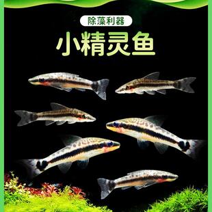 热带鱼观赏鱼除藻鱼工具鱼斑马老虎小精灵一线小猴飞狐宠物鱼活体