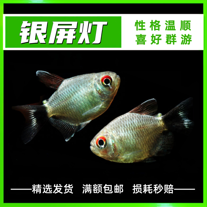 热带鱼观赏鱼灯科鱼群游银屏灯企鹅球灯赤目红眼屏球体活体温和