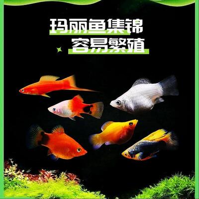银白黑红金玛丽月光米奇观赏鱼