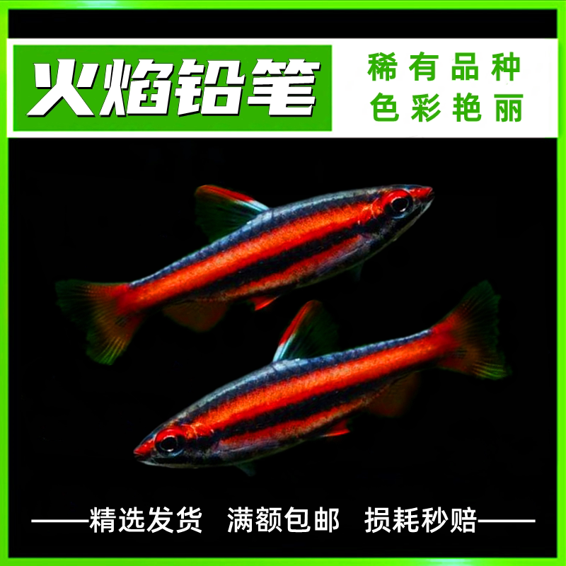 热带鱼观赏鱼火焰铅笔紫焰铅笔红肚铅笔南美草缸淡水小型鱼活体