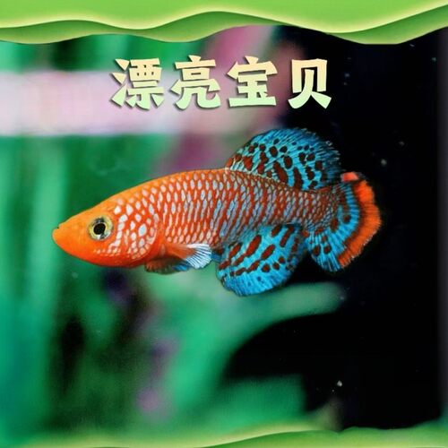 梦幻七彩珍珠弓背火焰活体鳉鱼