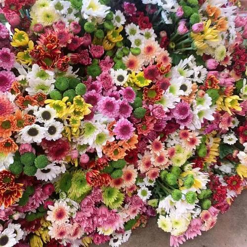 小雏菊鲜切花昆明基地直发家庭办公室水养插花多头小菊花期长包邮