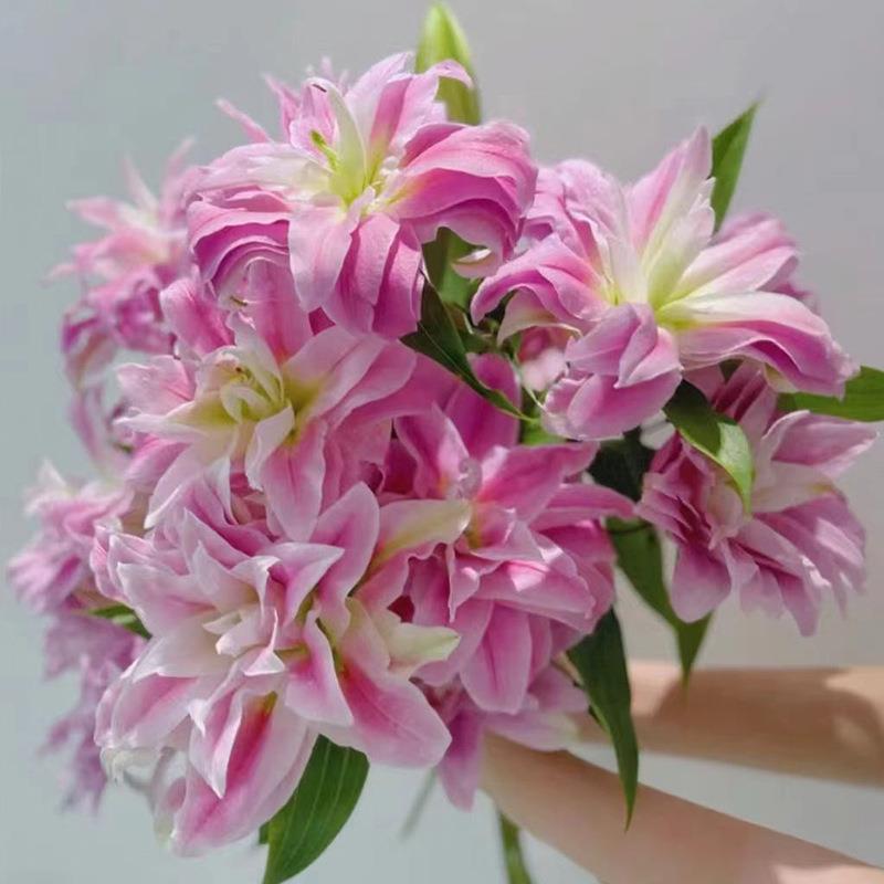 重瓣百合伊莎贝拉莲花百合云南昆明重瓣香味百合斗南基地