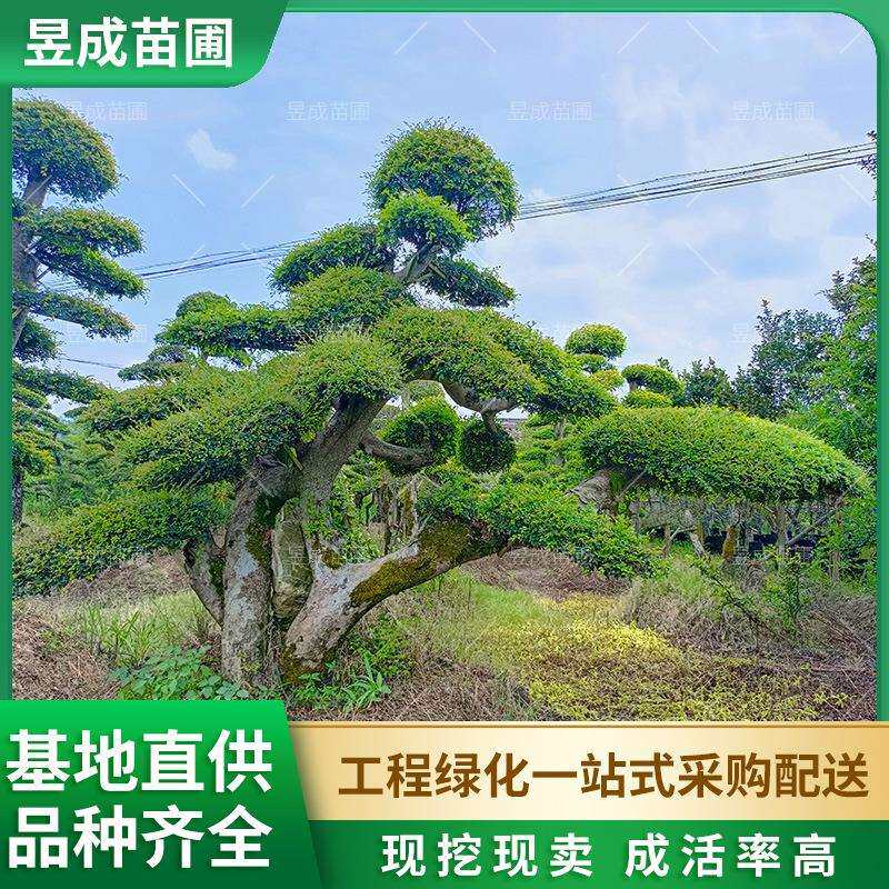 造型榔榆长飘临水型造型榆树精品造型园林工程绿化苗木庭院树