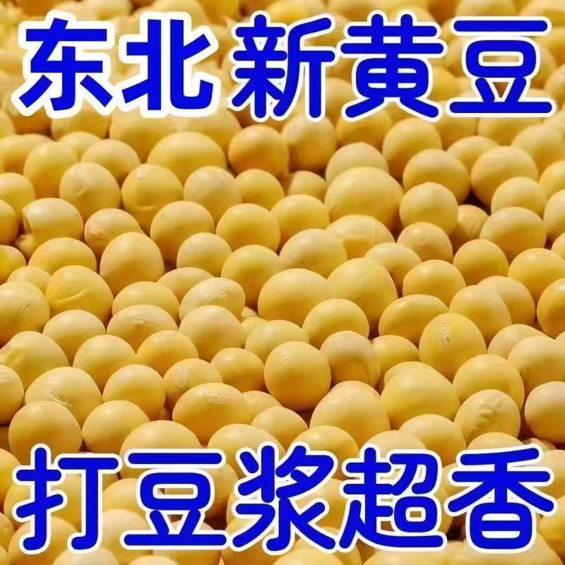25年东北新黄豆非转基因新黄豆10斤农家自种大豆生豆芽打豆浆豆腐