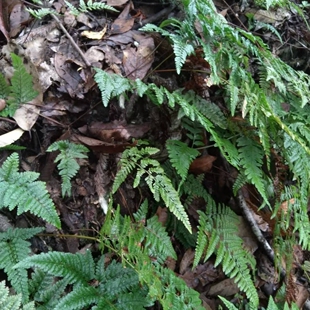 云南白毛蛇中药材石祈蛇上树蛇新鲜现采正品阴石蕨草本花卉绿植