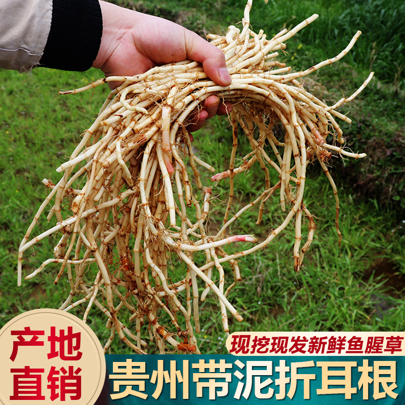 贵州特产带泥折耳根新鲜现挖鱼腥草嫩芽凉拌即食下饭菜则耳根四川