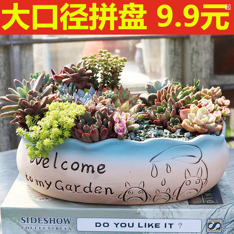 大号多肉花盆陶瓷大花盆简约大口径粗陶多肉植物拼盘组合花盆清仓