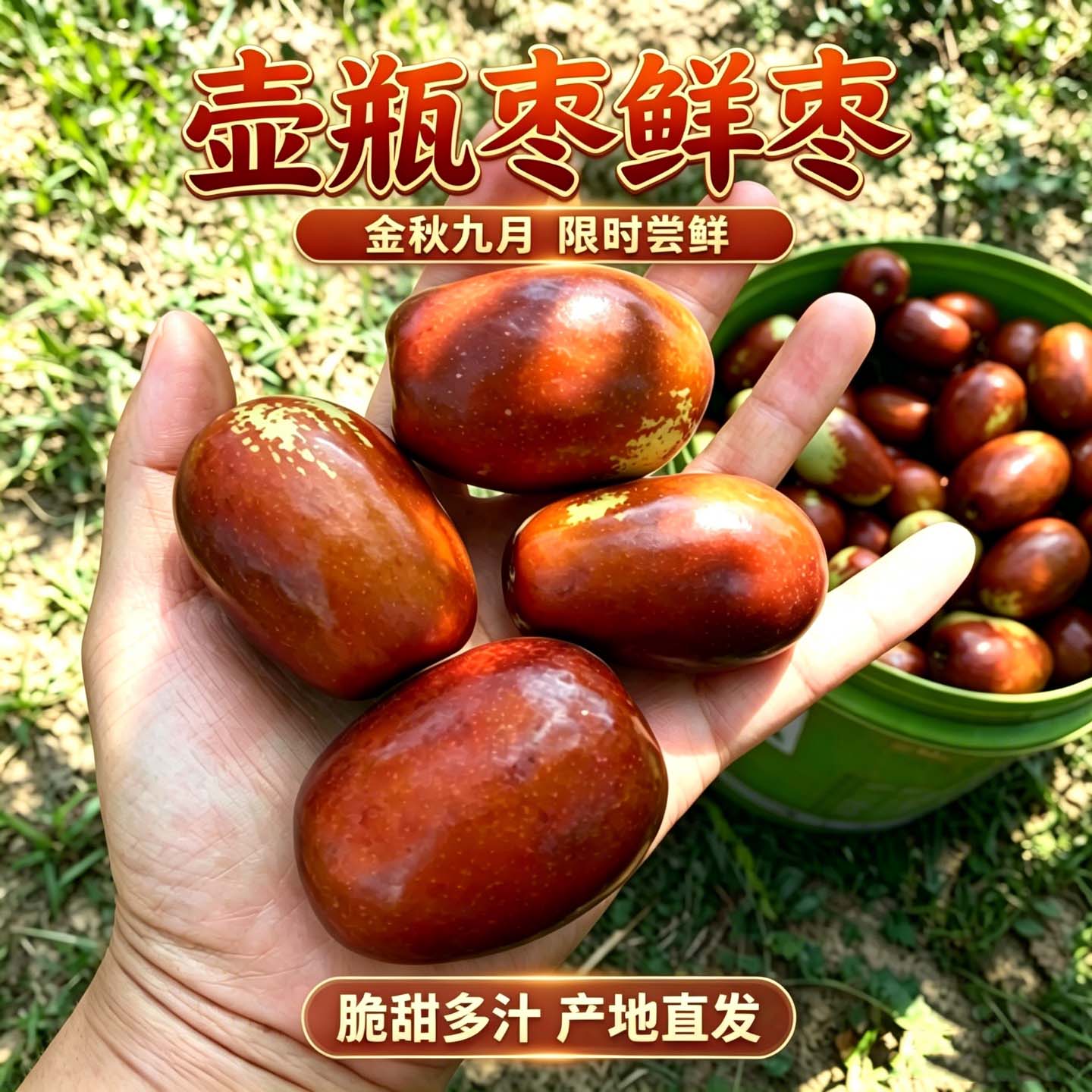 【顺丰冷链】山西太谷壶瓶枣鲜枣枣