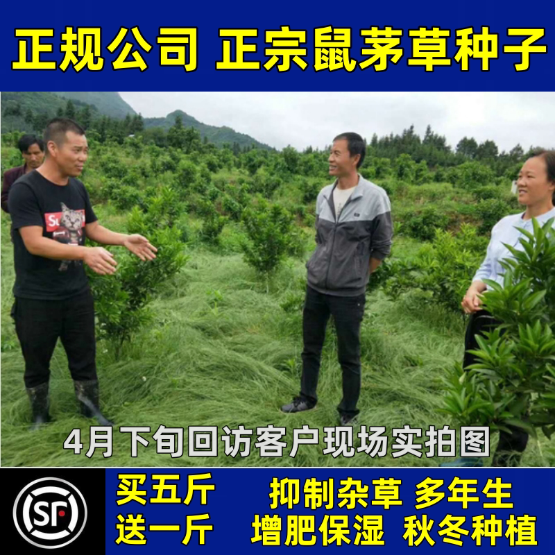 鼠茅草种子籽孑果园绿肥矛