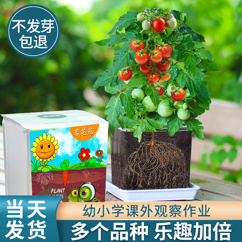 番茄种子儿童种植小盆栽水培豆子凤仙花籽向日葵草莓学生观察植物