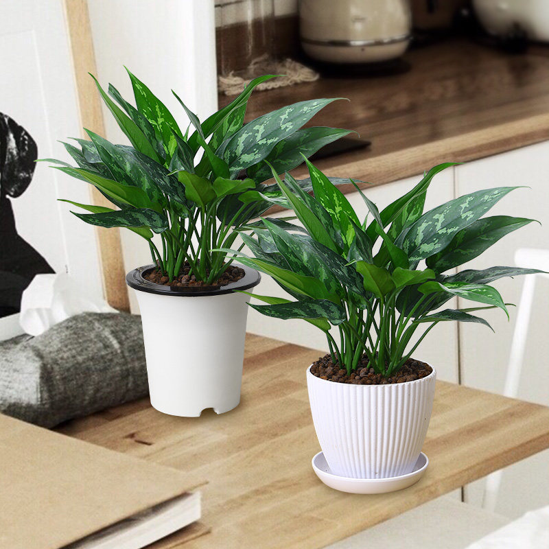 黑美人万年青盆栽银皇后室内客厅办公花卉除甲醛四季常青耐阴绿植