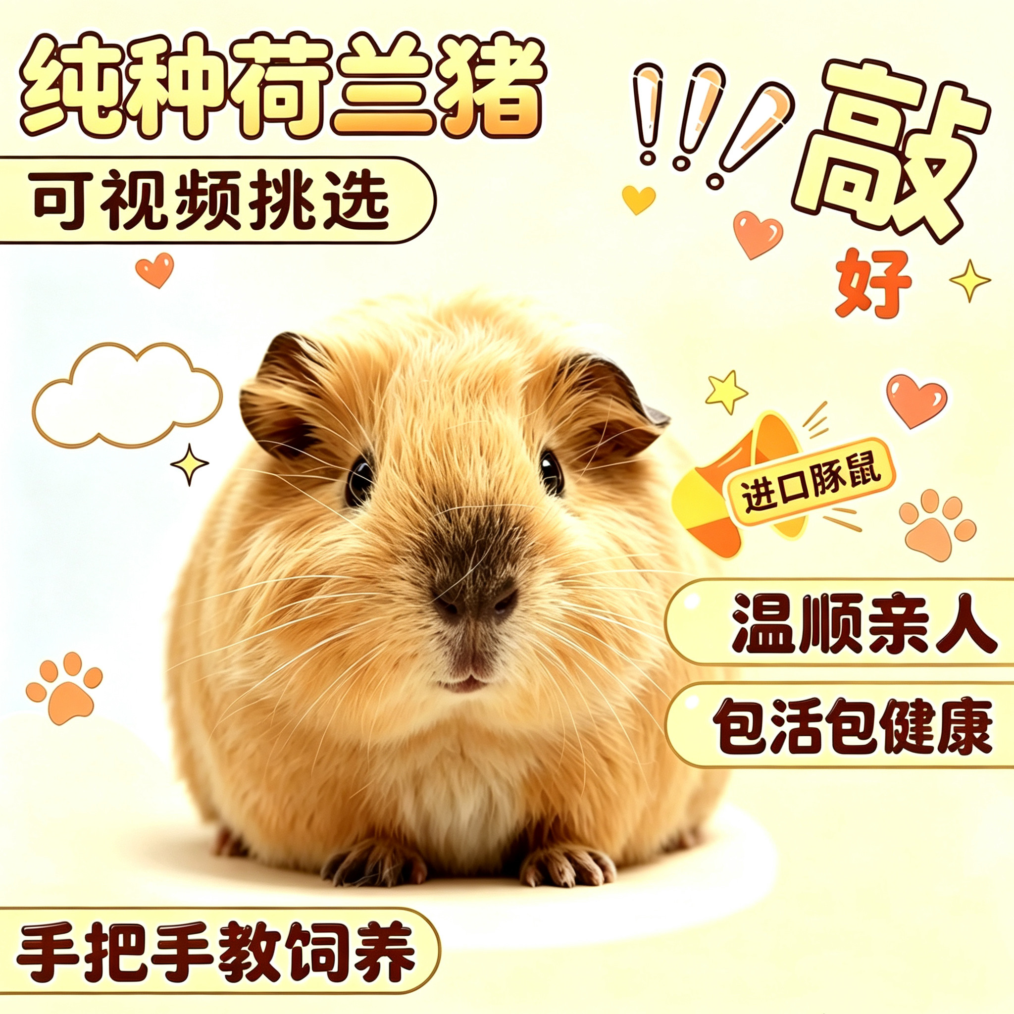 纯种荷兰猪宠物猪妞黄白加州卡皮巴拉家养活体豚鼠幼崽英短美泰