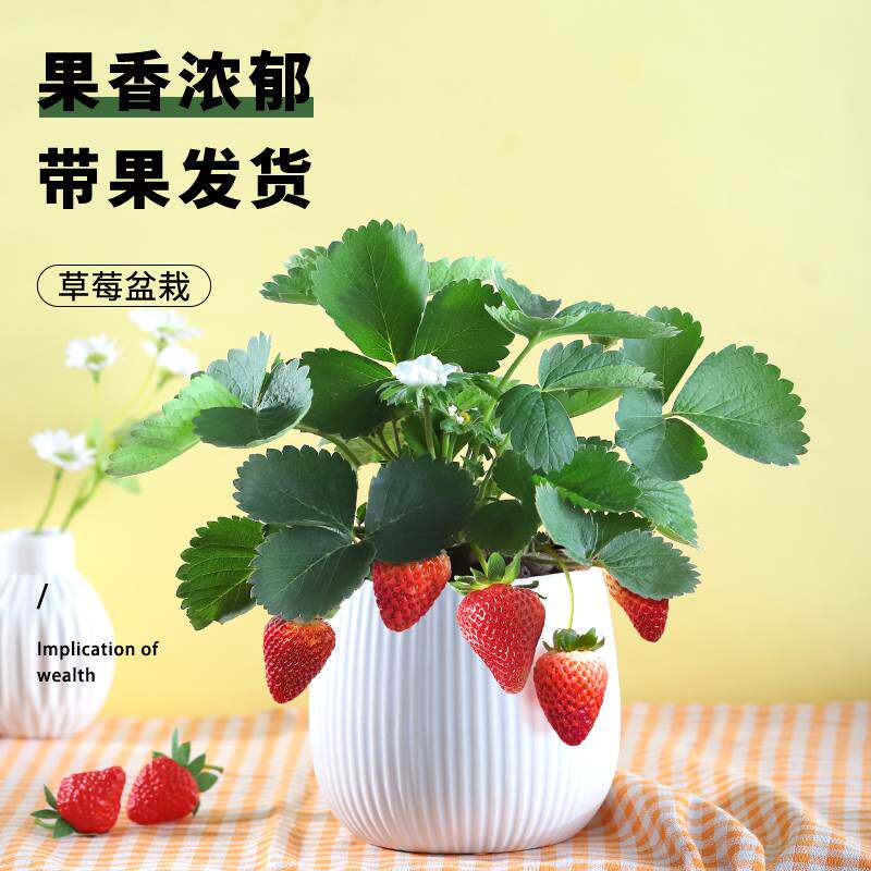 新疆包邮奶油草莓苗四季盆栽可食用带花果带盆花卉植物室内绿植阳