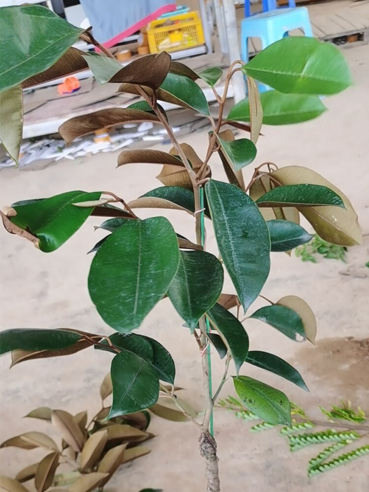 越南牛奶果苗青皮牛奶果星苹果热带水果苗金星果嫁接牛奶果树苗